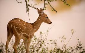 Spotted Deer Fawn — Yala National Park, Sri Lanka