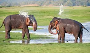 Elephants Bathing — Minneriya National Park, Sri Lanka