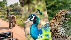 Wildlife of Sri Lanka — National Parks, Sri Lanka