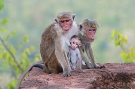 Toque Macaque Family — Sigiriya, Sri Lanka