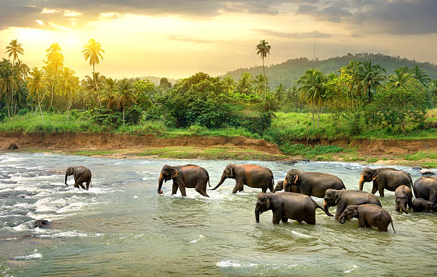 Wild Elephant Herd — Pinnawala, Sri Lanka