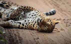 Leopard at Rest — Yala National Park, Sri Lanka