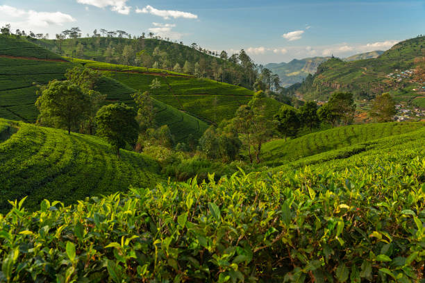 Misty tea plantations in the Sri Lankan hill country