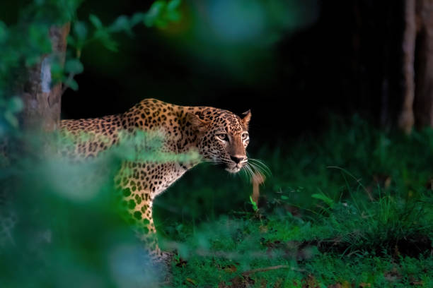 Sri Lankan Leopard — Yala National Park, Sri Lanka