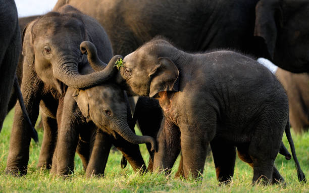 Wildlife Safari in Sri Lanka — Yala, Udawalawe, Minneriya