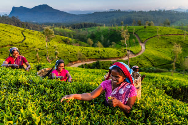 Tea Pluckers of Ceylon — Nuwara Eliya, Sri Lanka