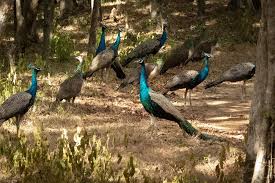 Peacocks in the Wild — Yala National Park, Sri Lanka