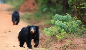 Sri Lankan Sloth Bear — Wilpattu National Park, Sri Lanka