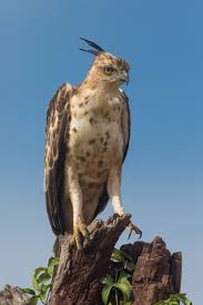 Crested Hawk-Eagle — Dry Zone Forests, Sri Lanka