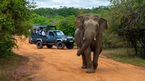 Yala Safari Encounter — Yala National Park, Sri Lanka