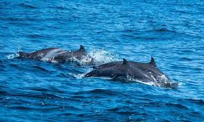 Dolphin Pod at Sea — Mirissa, Sri Lanka